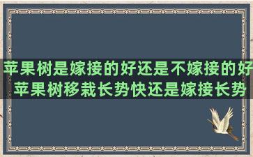 苹果树是嫁接的好还是不嫁接的好 苹果树移栽长势快还是嫁接长势快